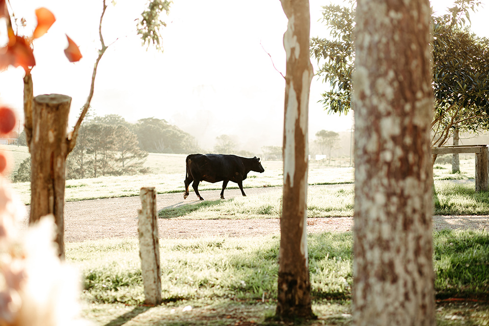  Byron View Farm Micro Weddings - Elope - Cow